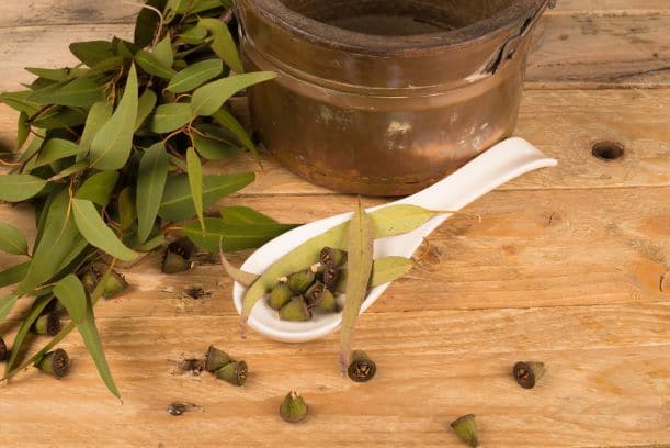Eucalyptus Ingredients Salcura Skincare