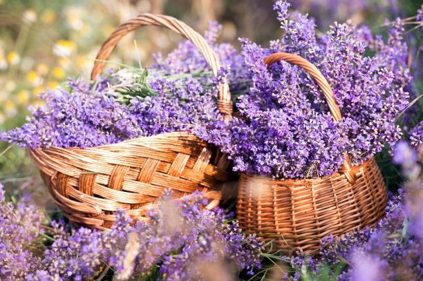 Lavender Ingredients Salcura Skincare
