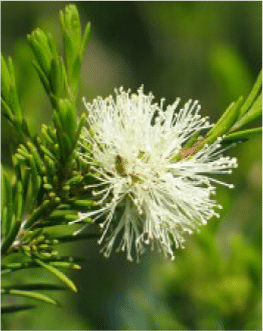 Tea Tree Ingredients Salcura Skincare