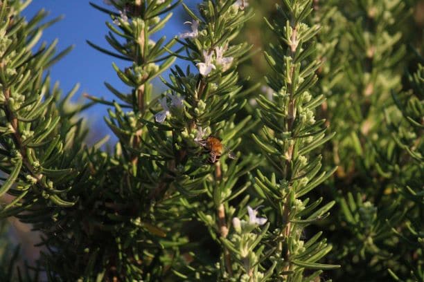 Rosemary Ingredients Salcura Skincare