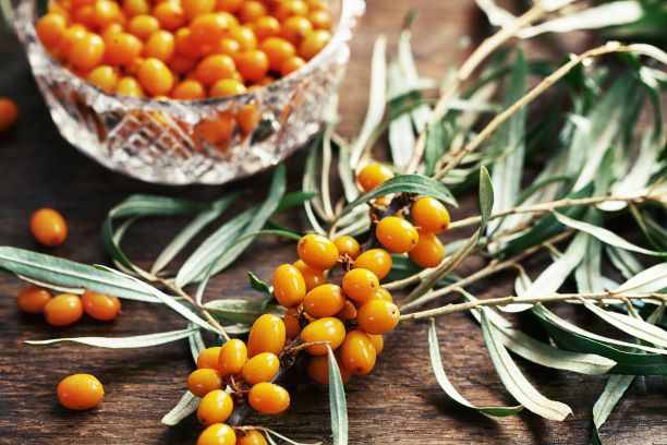 Sea Buckthorn Ingredients Salcura Skincare