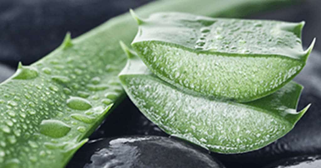 Aloe Vera Salcura Skincare