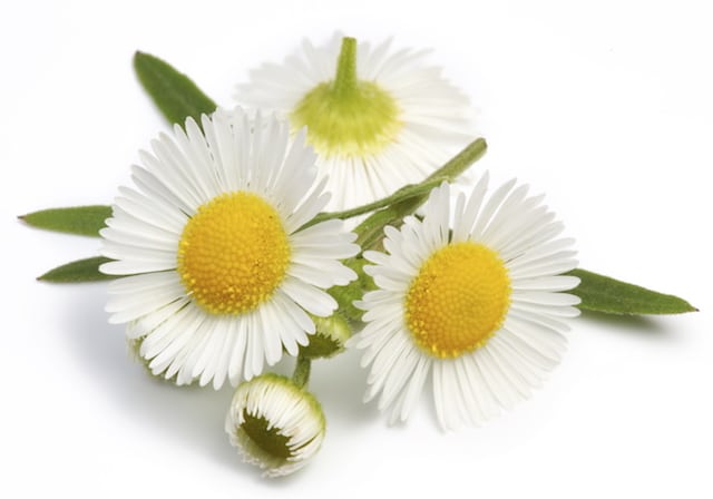 Chamomile Salcura skincare