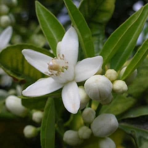 Neroli oil Salcura skincare