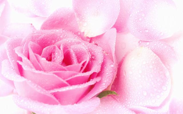 Rose Flower Water Salcura skincare