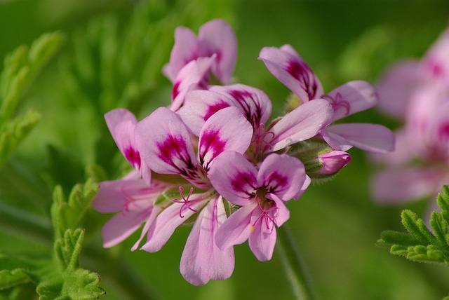 Rose Geranium oil Salcura skincare
