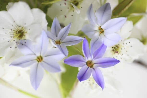 Starflower borage oil Salcura skincare