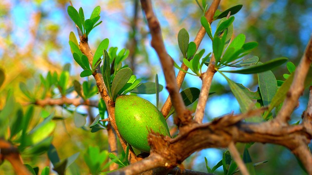 Argan oil Salcura skincare