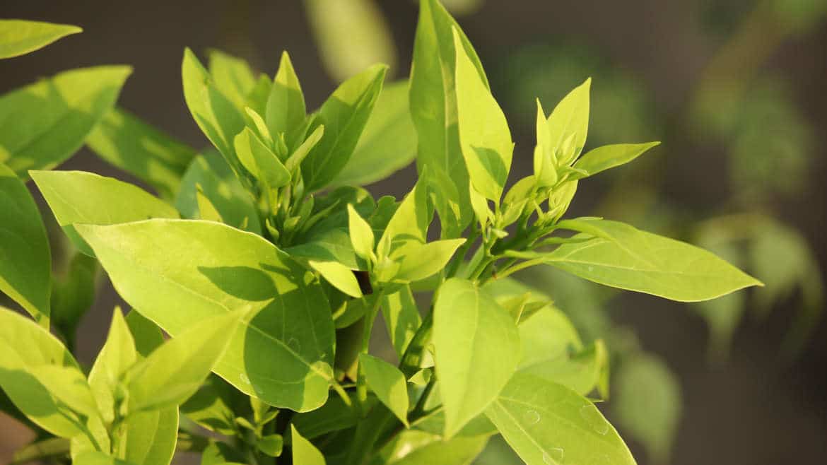 樟樹葉油