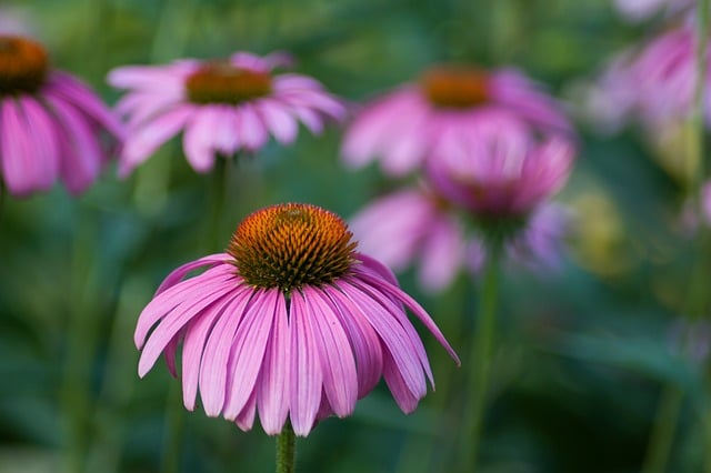echinacea purple coneflower extract Salcura skincare
