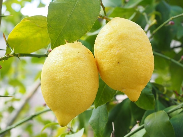 Lemon peel oil Salcura skincare