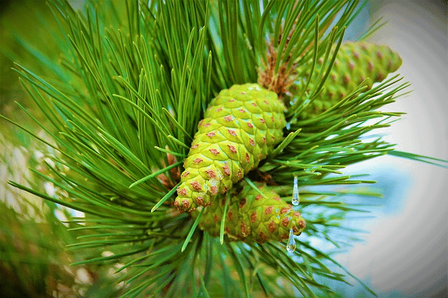 pine leaf oil salcura skincare