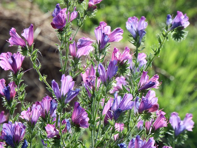 Purple Viper’s-bugloss Seed Oil Salcura skincare
