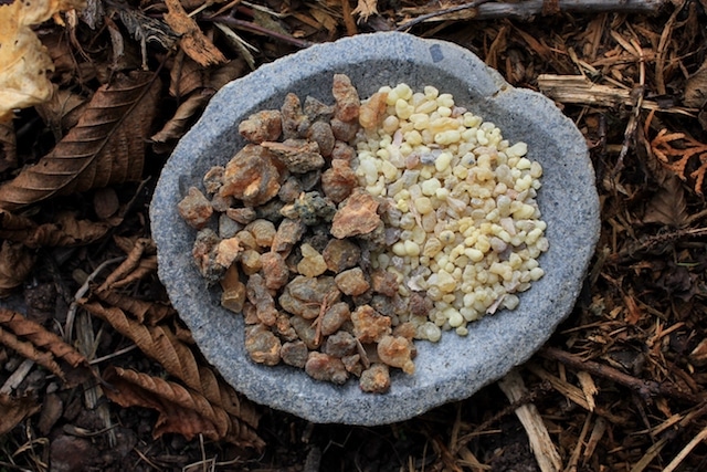 Frankincense oil Salcura skincare shampoo scalp