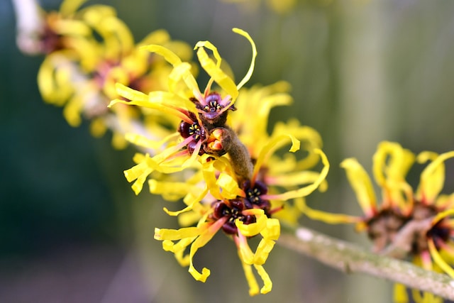 Witch Hazel Salcura skincare