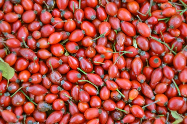 Rosehip oil Salcura natural skincare
