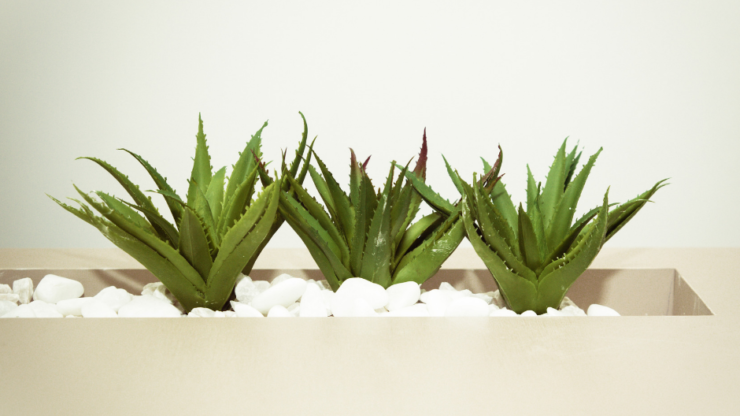 Aloe Vera