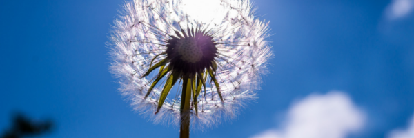 Pollen Allergies